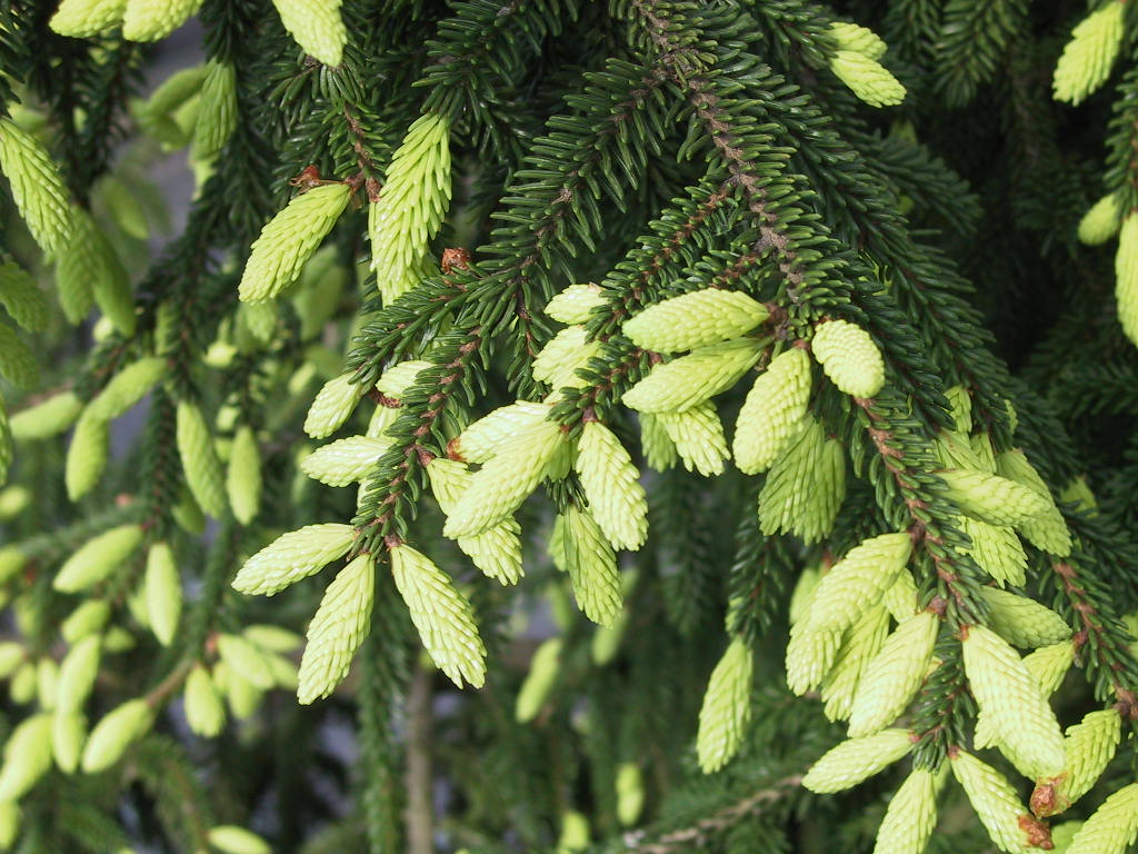 Picea orientalis Aureospicata 03.jpg